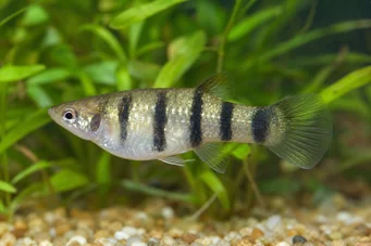 Poecilia nigrofasciata (Чорний промінь Поекілія)