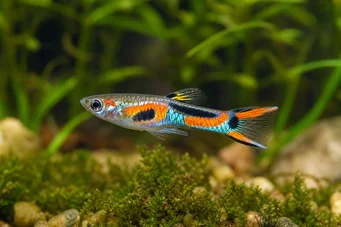 Poecilia sp.endler (Кінець)