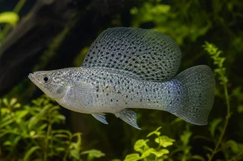 Poecilia velifera (Молі Вейл)