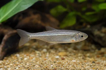 Poissonsus picus (Пально-епічна риба)