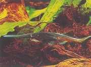 Polyodon spathula Міссісіпі По�...