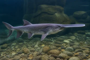 Polyodon spathula Міссісіпі Поліодон