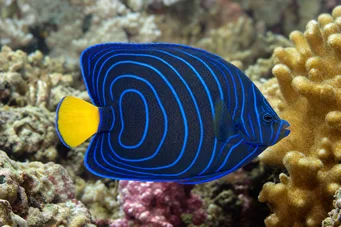 Pomacanthus annularis (Кільцева риба)
