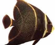 Pomacanthus paru Французький �...