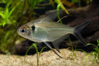 Poptella longipinnis (Довгі плавники тетра)