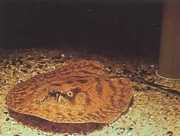 Potamotrygon hystrix Мармурова пр�...