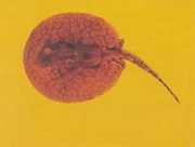 Potamotrygon laticeps Réie à aiguillon commo...