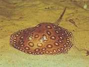 Potamotrygon motoro Оклея прісно�...