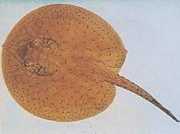 Potamotrygon schroederi Schroder Pantenague, Ray...