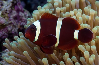 Premnas biaculeatus (Тернистий клоун)