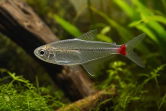 Prionobrama filigera (Червоне -витяжне скло характеристика)