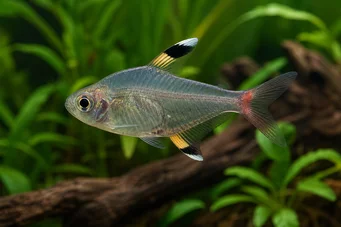 Pristella maxillaris