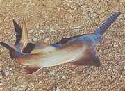 Pristis microdon Північна риб�...