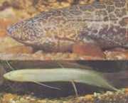 Protopterus aethiopicus ... Ефіопійський...