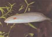 Protopterus annectens an... Африканський...