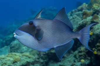 Pseudobalistes fuscus (Вермікульований)