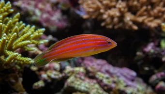 Pseudocheilinus hexataenia (Шість -лінійна лабрум)