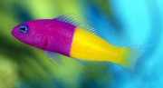 Pseudochromis paccagnell... Риба з ванілі