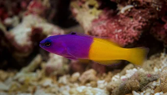 Pseudochromis paccagnellae (Риба з ванілі)