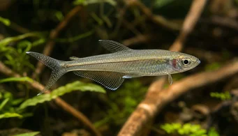 Pseudocorynopoma doriae (Змій)