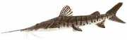 Pseudoplatystoma fasciat... Тигр
