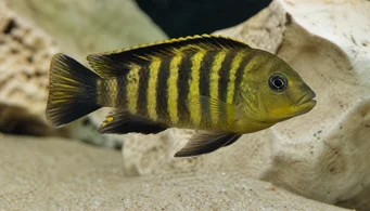 Pseudotropheus crabo (Псевдотрофея хамелеон)