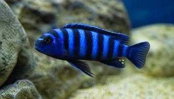 Pseudotropheus demasoni (Псевдотрофей Демасоні)