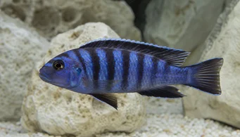 Pseudotropheus elongatus (Подовжений cichlid)