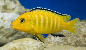 Pseudotropheus lombardoi (Псевдотрофеус Ломбардой)