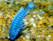 Pseudotropheus socolofi Блакит