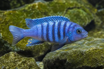 Pseudotropheus tropheops (Жовтий)