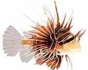 Pterois radiata Випромінюван...