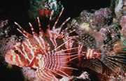 Pterois sphex Гаваї Птероа