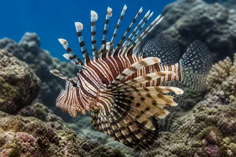 Pterois sphex (Гаваї Птероа)