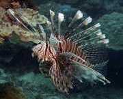 Pterois volitans Риба