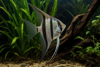 Pterophyllum scalare (Скалярний)