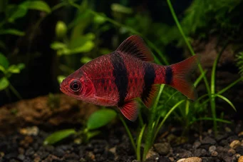 Puntius nigrofasciatus (Червона голова Beardbus, бородатий нігор)