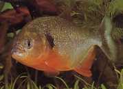 Pygocentrus caribe Лопатка Спар�...