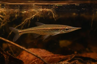 Pyrrhulina beni (Пірруліна Бені)