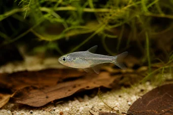 Rachoviscus graciliceps Грацільний характер