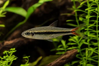 Rasbora borapetensis Червоний