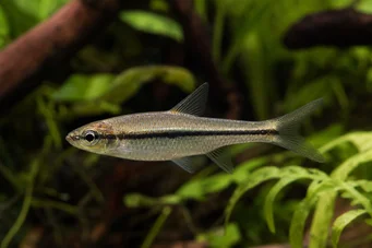 Rasbora daniconius Расбора Даніконій