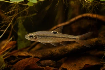 Rasbora dorsiocellata Расбора в Окелі