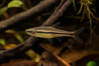 Rasbora einthoveni Расбора Ейтховені