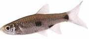Rasbora elegans Елегантна Ра�...
