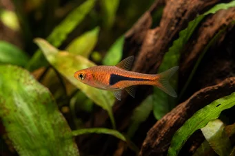 Rasbora espei Расбора Хенгелі