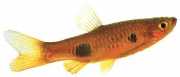 Rasbora kalachroma Клоун Расбор�...