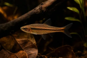 Rasbora kalachroma Клоун Расбори