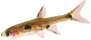 Rasbora maculata Пігмеї Расбо�...