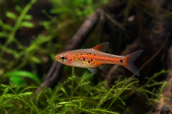 Rasbora maculata Пігмеї Расбора